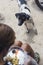 A pack of stray dogs waiting on a tourist, begging for food scraps. Vagrant animals at a public beach