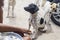 A pack of stray dogs waiting on a tourist, begging for food scraps. Vagrant animals at a public beach