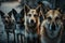 A pack of stray dogs is watching us. Generative AI