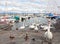 Pack of swans on Leman Lake