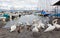 Pack of swans on Leman Lake