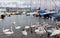 Pack of swans on Leman Lake in Geneva