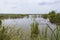 Pack of swans swimming on the lake