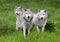 Pack Three of European Grey Wolves