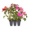 Pack of three impatiens seedlings