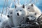 A pack of white wolves nestled amidst snow-covered branches, eyes gleaming under the winter sky.