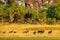 Pack of Wild Dog hunting in Botswana. Wildlife scene from Africa, Moremi, Okavango delta. Animal behaviour, group pride of African