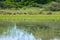 Pack of Wild Dogs Hunting in Botswana. Wildlife scene from Africa, Moremi, Okavango delta. Animal behaviour, group pride of Africa