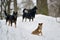 Pack of wild dogs in winter forest