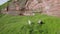 A Pack of Wild Horses at the Foot of a Mountain