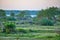 A pack of Wild Pigs in the gorgeous landscape in the Yala Nationalpark