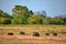 A pack of Wild Pigs in the gorgeous landscape in the Yala Nationalpark