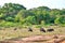 A pack of Wild Pigs in the gorgeous landscape in the Yala Nationalpark