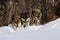 Pack of wolves canis lupus in winter, wolfs running in snow, attractive winter scene with wolves , beautiful winter landscape