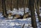 Pack of wolves vs. Herd of European bison