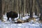 Pack of wolves vs. Herd of European bison