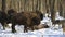 Pack of wolves vs. Herd of European bison