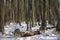 Pack of wolves vs. Herd of European bison