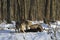 Pack of wolves vs. Herd of European bison