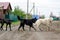 A pack of yard dogs crosses the road in the village of Yakutia