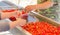 Package sweet cherries into plastic box container on conveyor belt line at cherry orchards