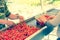 Package sweet cherries into plastic box container on conveyor belt line at cherry orchards