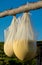 Packages with cheese hanging to dry at the sheepfold