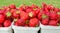Packages with fresh strawberries with grass background