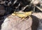 Packard's Grasshopper Melanoplus packardii Perched on a Red Rock in Eastern Colorado