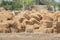 Packed haystacks after harvesting