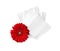 Packed menstrual pads and flower on white background