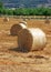 Packed roll of hay on a field