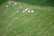 Packed in white bales harvested grass in Iceland field