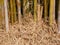 Packed yellow-green bamboo trunks with the leaves falling on the ground surrounding the trees