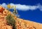 Packera cana flower or Woolly groundsel flower, Bryce Canyon National Park