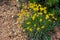 Packera cana flower or Woolly groundsel flower in a meadow, Bryce Canyon National Park