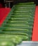 Packing of big ripe long green cucumbers for transportation, bio