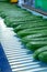Packing of big ripe long green cucumbers for transportation, bio