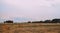 packing haystack round golden field harvesting