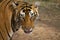 Pacman, Bengal Tiger, Panthera Tigris Tigris, Ranthambore, Rajasthan, India