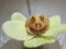 Pacman frog albino flower exotic wildlife