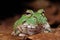 Pacman frog exotic pet animal