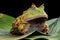 Pacman frog or horned toad