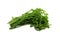 Paco Fern, Small Vegetable fern, Vegetable fern on white background