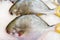 Pacu, Characidae fish on ice saling in market