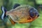 Pacu fish piranha Colossoma macropomum