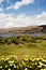 pacucha lake coast and flower in abancay, peru