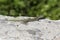 Padarcis tiliguerta, Tyrrhenian Wall Lizard (male) on a wall in Corsica, France