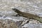 Padarcis tiliguerta, Tyrrhenian Wall Lizard on a wall in Corsica, France