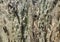 Padauk Tree Bark, Texture Background